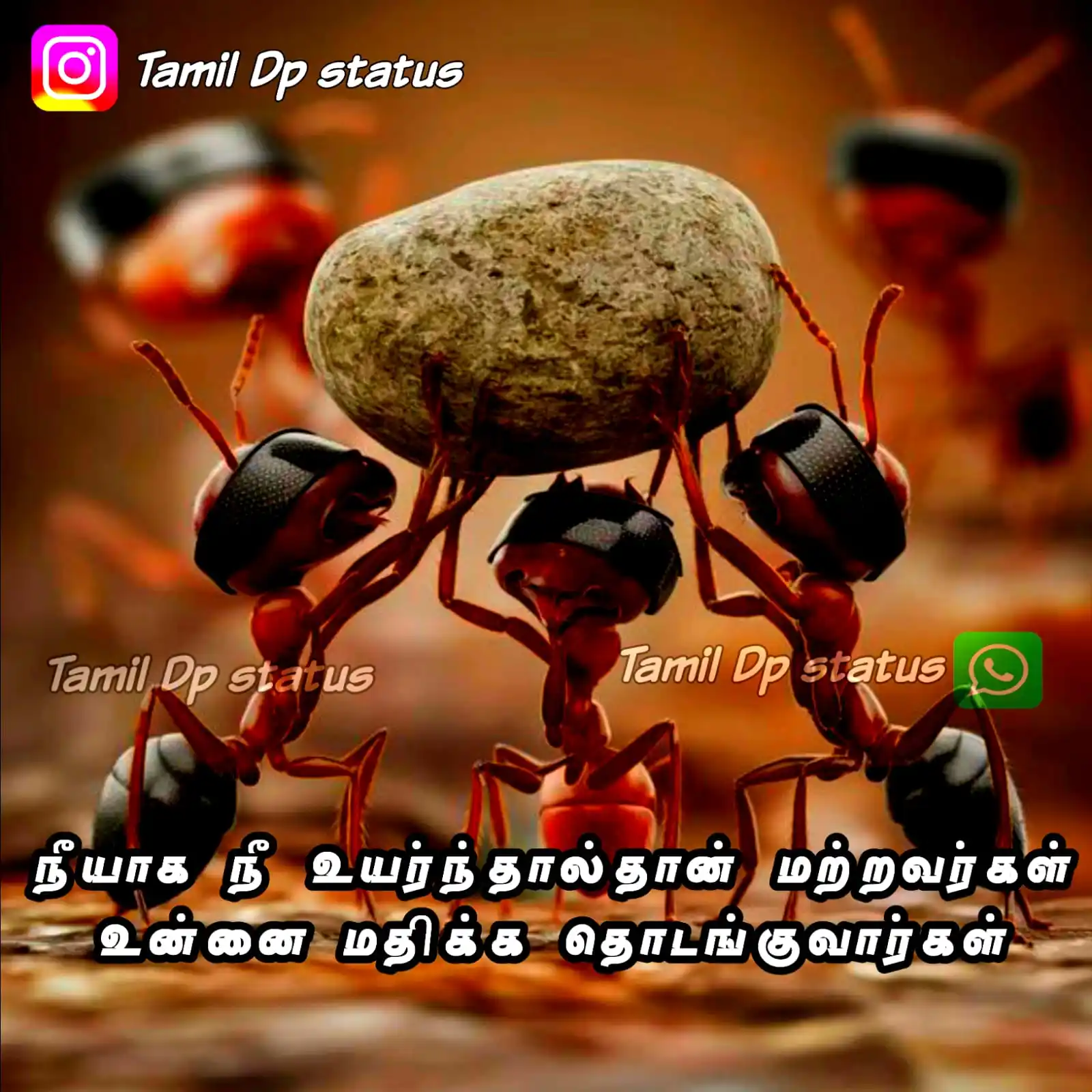 Image from TAMIL DP STATUS: நீயாக நீ உயர்ந்தால்தான் மற்றவர்கள் உன்னை மதிக்க தொடங்குவார்கள் <a clas...