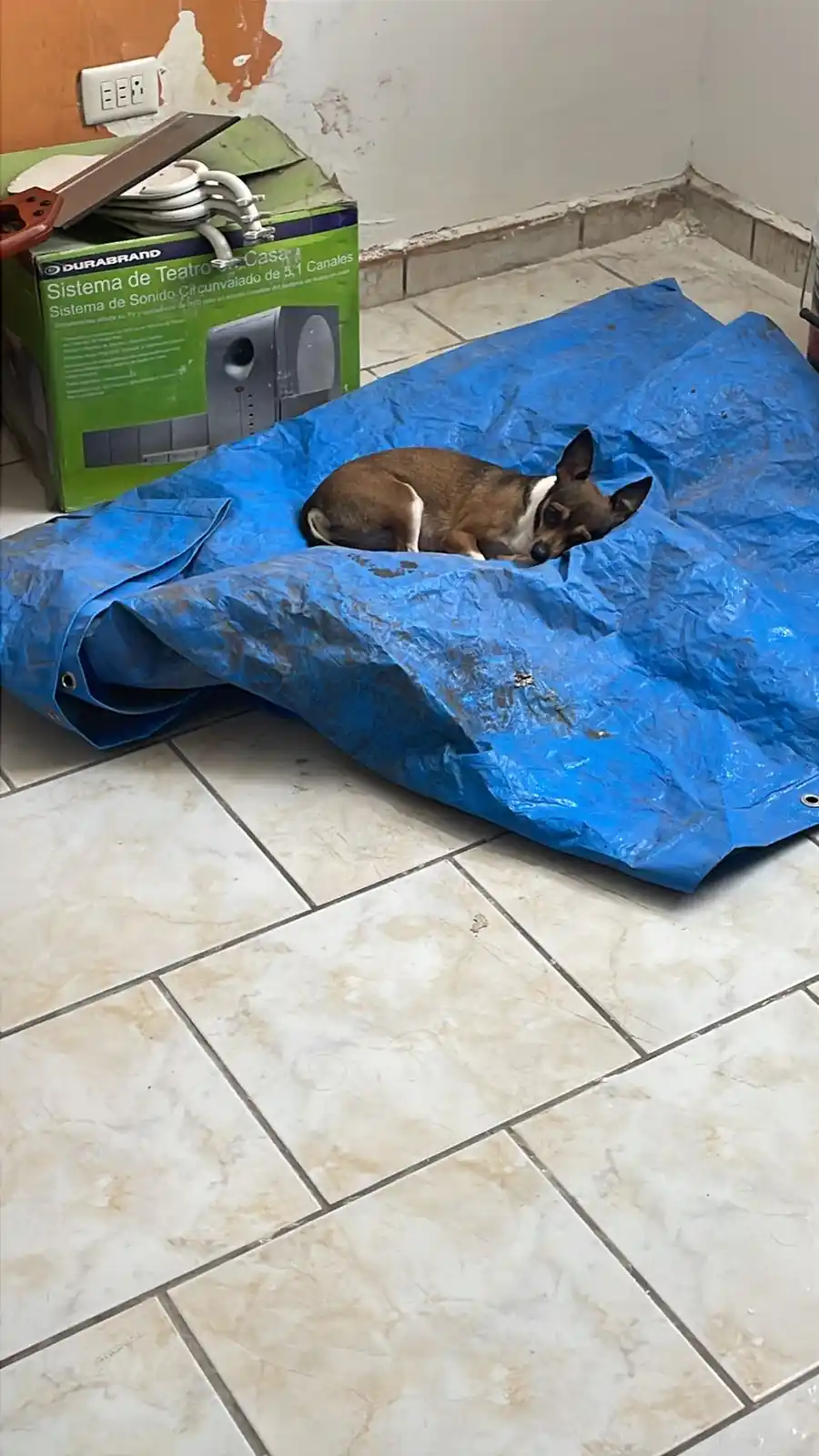 lobas en decadencia post