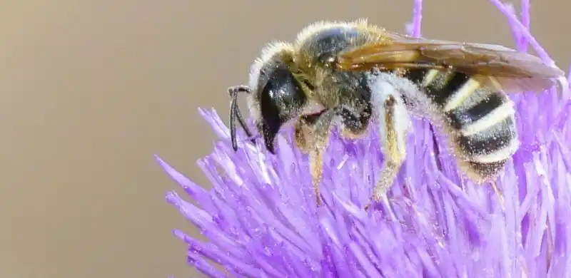 Image from GREFA: ➡️ *Zumba con nosotros para ayudar a las abejas silvestres y demás fau...