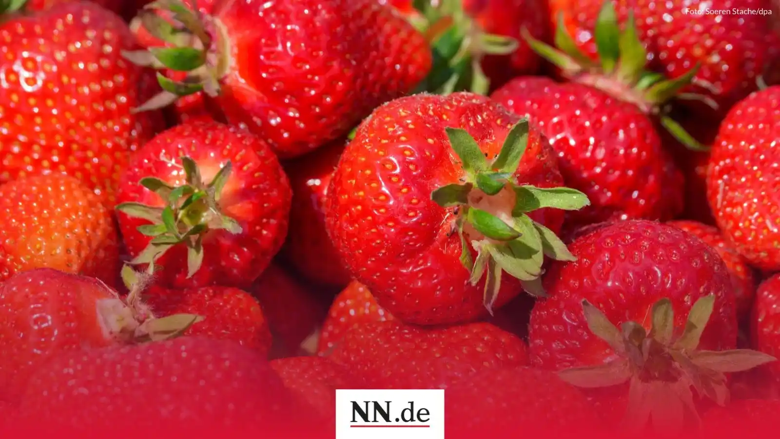 Image from NN.de: 🔴 Bald unbezahlbar? So geht es der Knoblauchsländer Erdbeere - „Kein ...