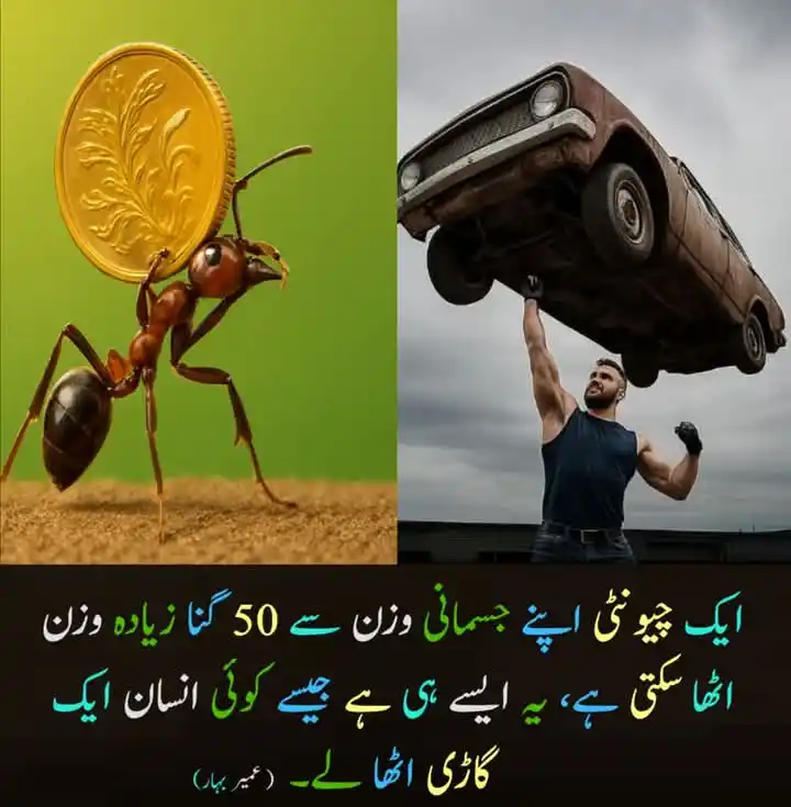 عجیب وغریب post