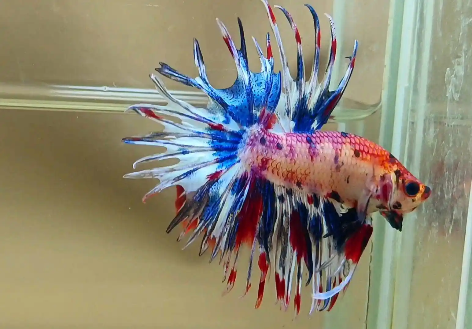 Betta Love México 🇲🇽  post