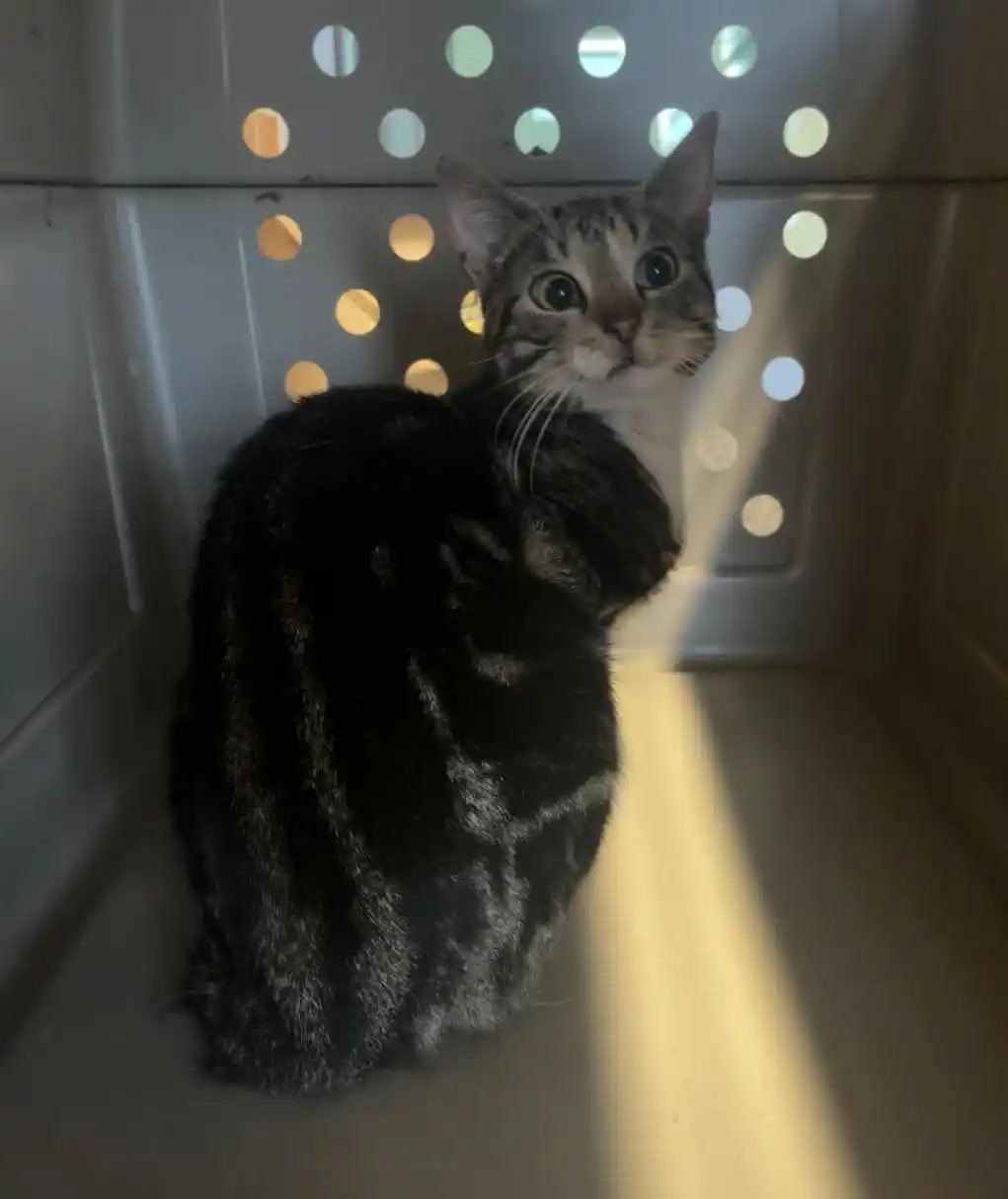 Image from Polizei Leer / Emden: Hallo allerseits! Diese Katze ist heute am Autobahnparkplatz Uplenge...