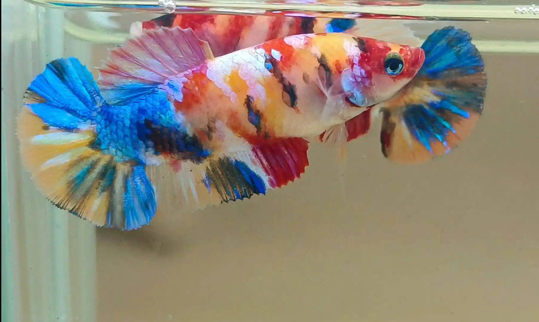 Betta Love México 🇲🇽  post