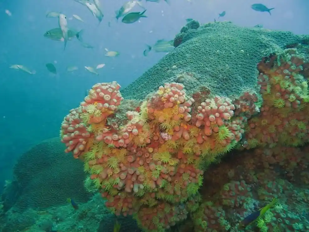 Image from g1 BA: *'INVASÃO SILENCIOSA* 🐡 | Mais de 30 espécies exóticas ameaçam equilí...