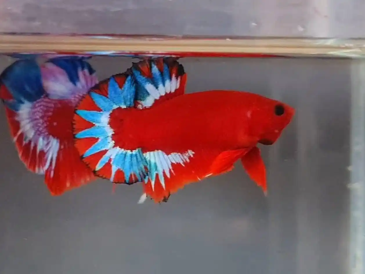 Betta Love México 🇲🇽  post