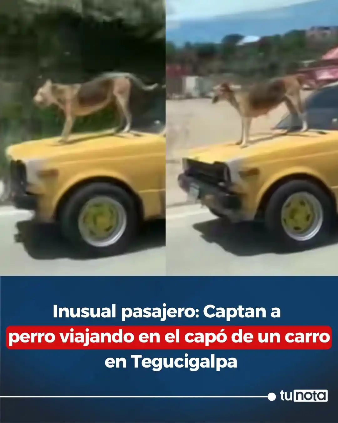 Image from tunota: 🔴Perrito se viraliza viajando sobre el capó de un carro en el Anillo ...