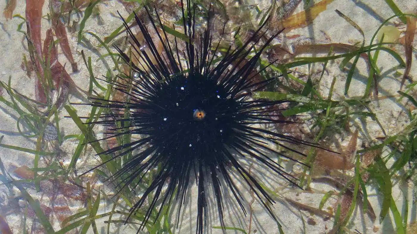 Image from Meteo.it: *Il riccio di mare viola è a rischio estinzione* A lanciare l'allarme ...