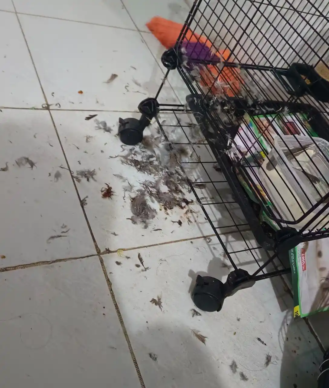 Image from Trashcan: Last night this birb was taken by a rat, and this is what I see this m...
