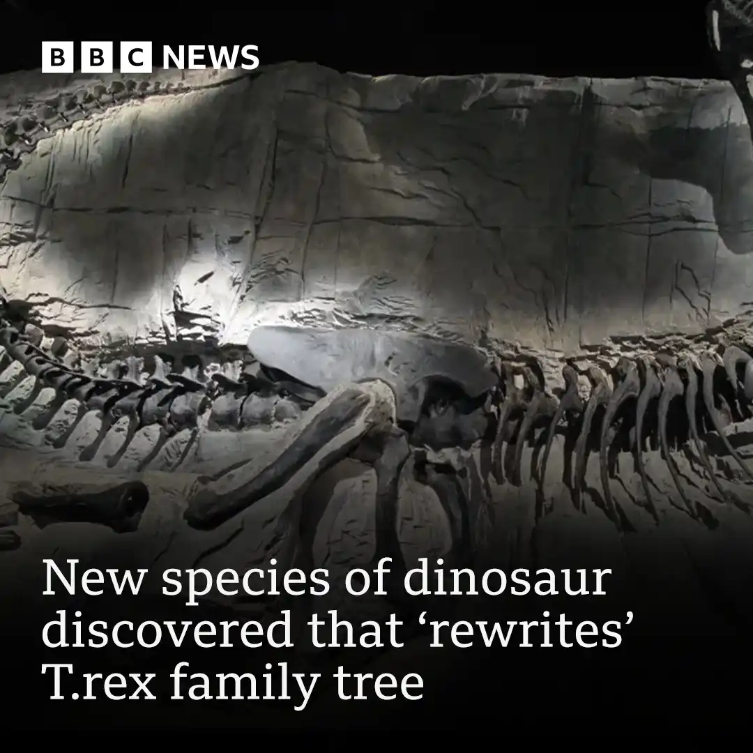 Image from BBC News US: Scientists have discovered a new species of dinosaur in the collection...