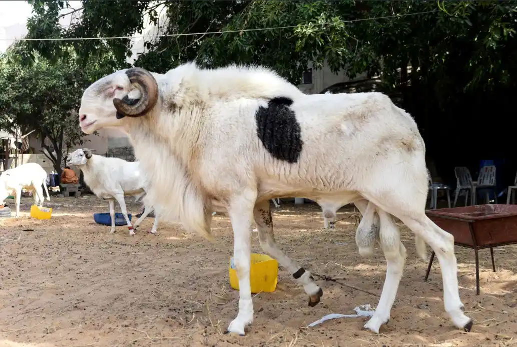 Image from Le Monde Afrique : 🇸🇳 *Au Sénégal, le ladoum, star des moutons pour la Tabaski et la re...