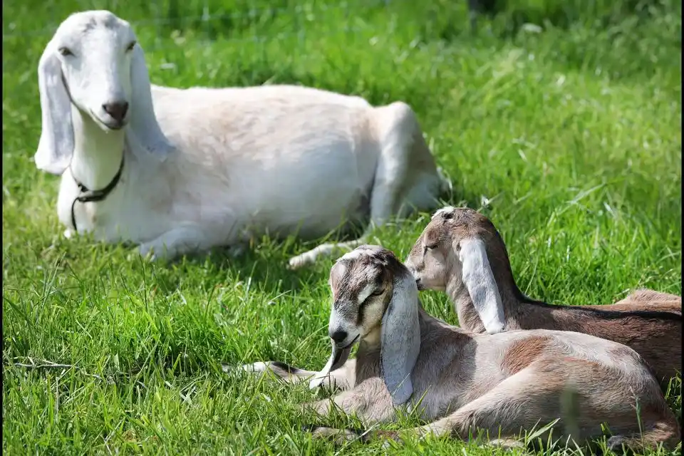 Image from Irish Independent: *‘The goats are still doing their thing’ – Hungry goats causing havoc ...