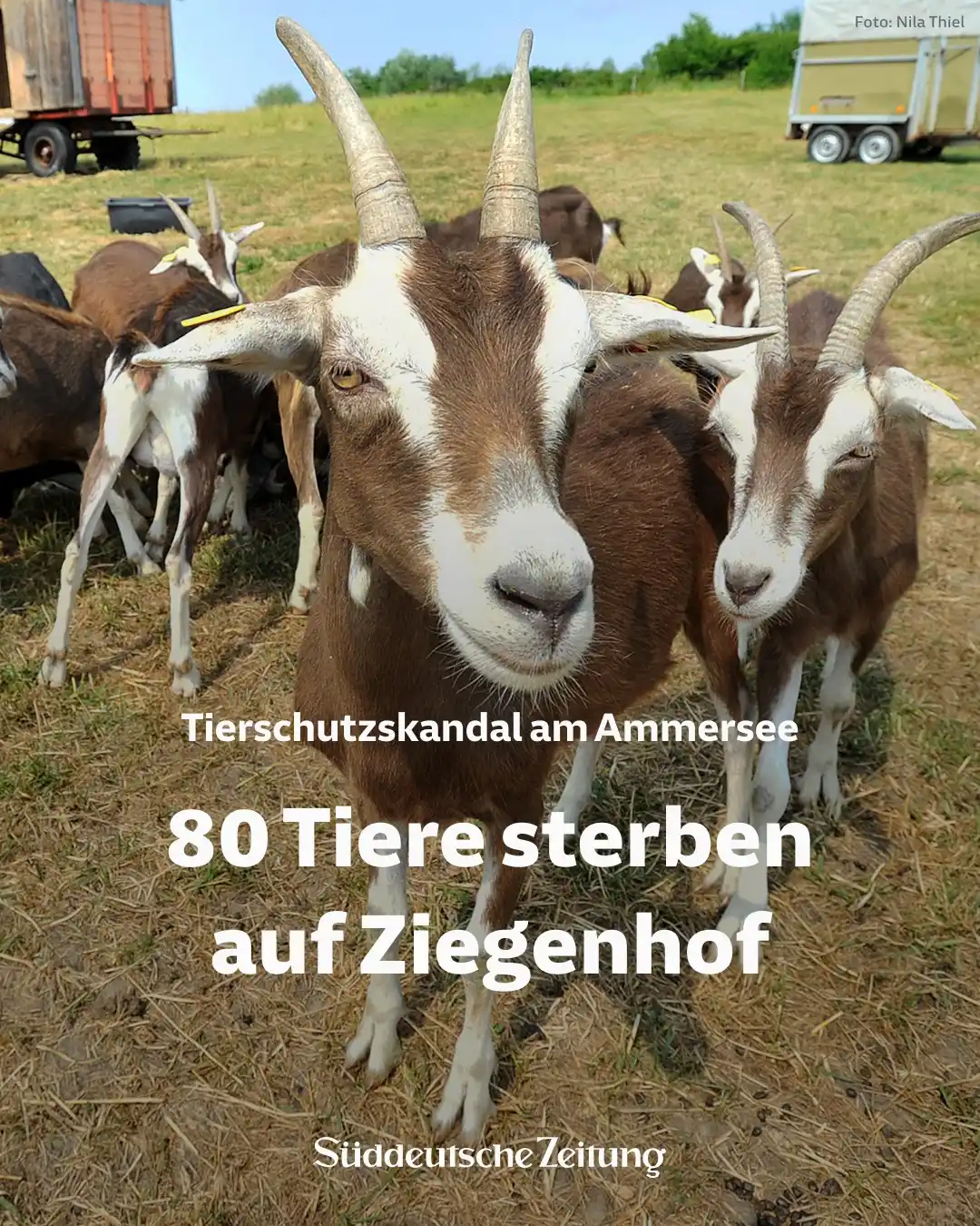 Image from Süddeutsche Zeitung: 🐐Alles begann mit einer großen Leidenschaft für Ziegen. Erst waren es...