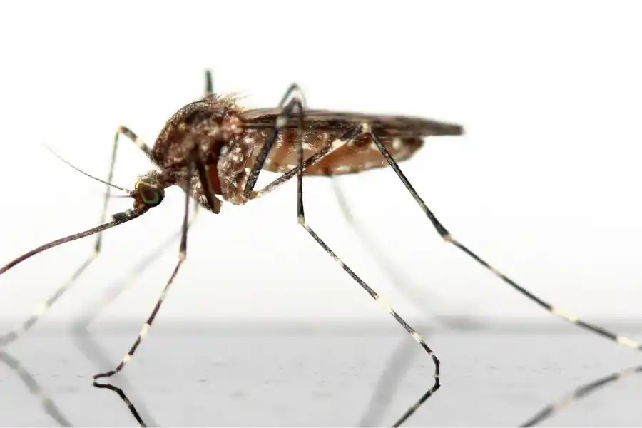 Image from Guyane La 1ère: 🟢Le dernier bilan de surveillance épidémiologique du paludisme en Guy...