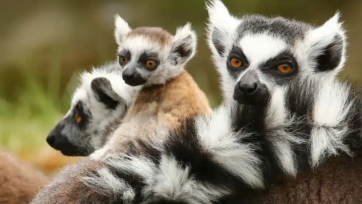 Image from MOZ.de: 🦙 *Tierpark Angermünde: Neues Konzept gesucht – Gnadenhof oder sogar ...