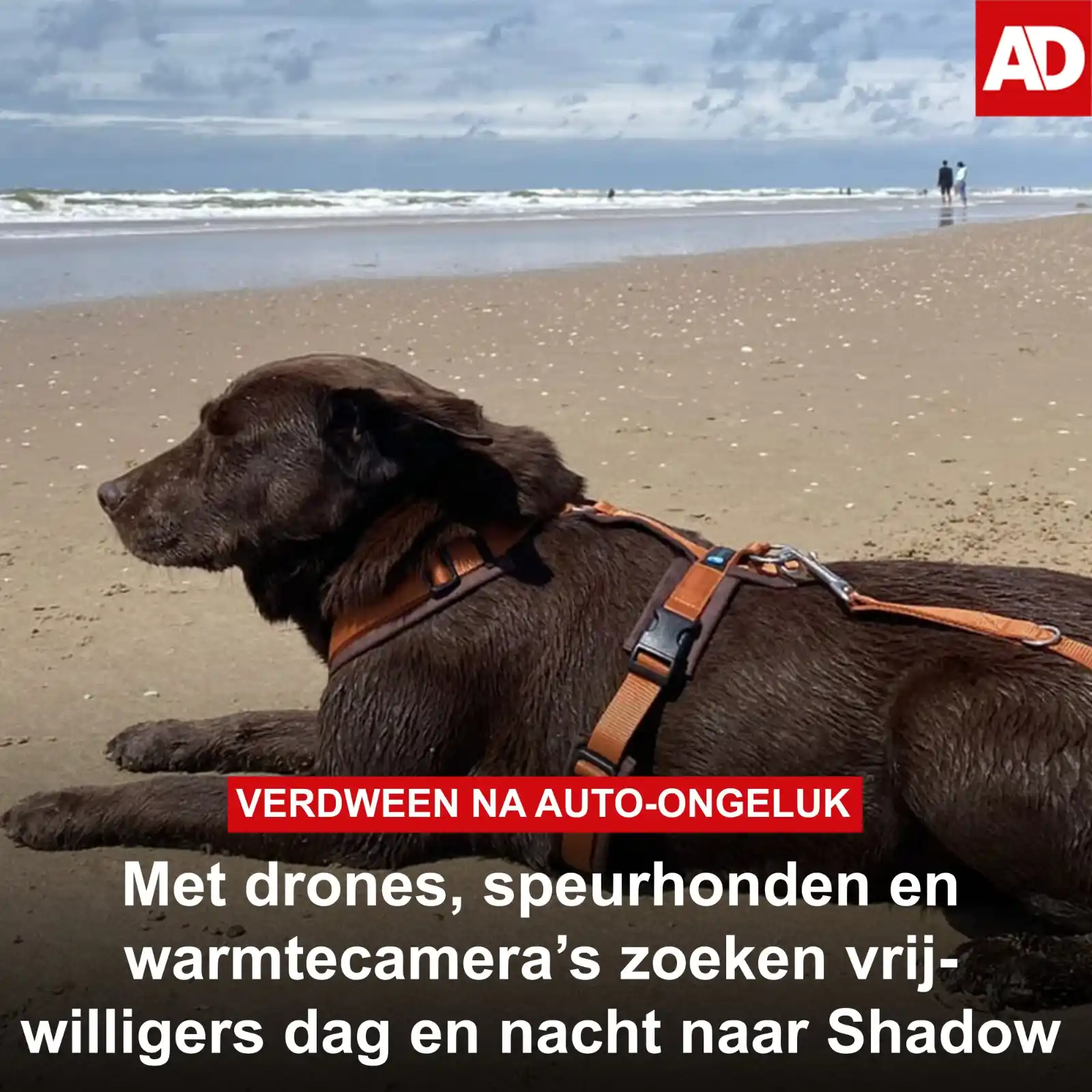 Image from AD Amersfoort: Alles wordt uit de kast getrokken om de *vermiste hond Shadow* te vind...