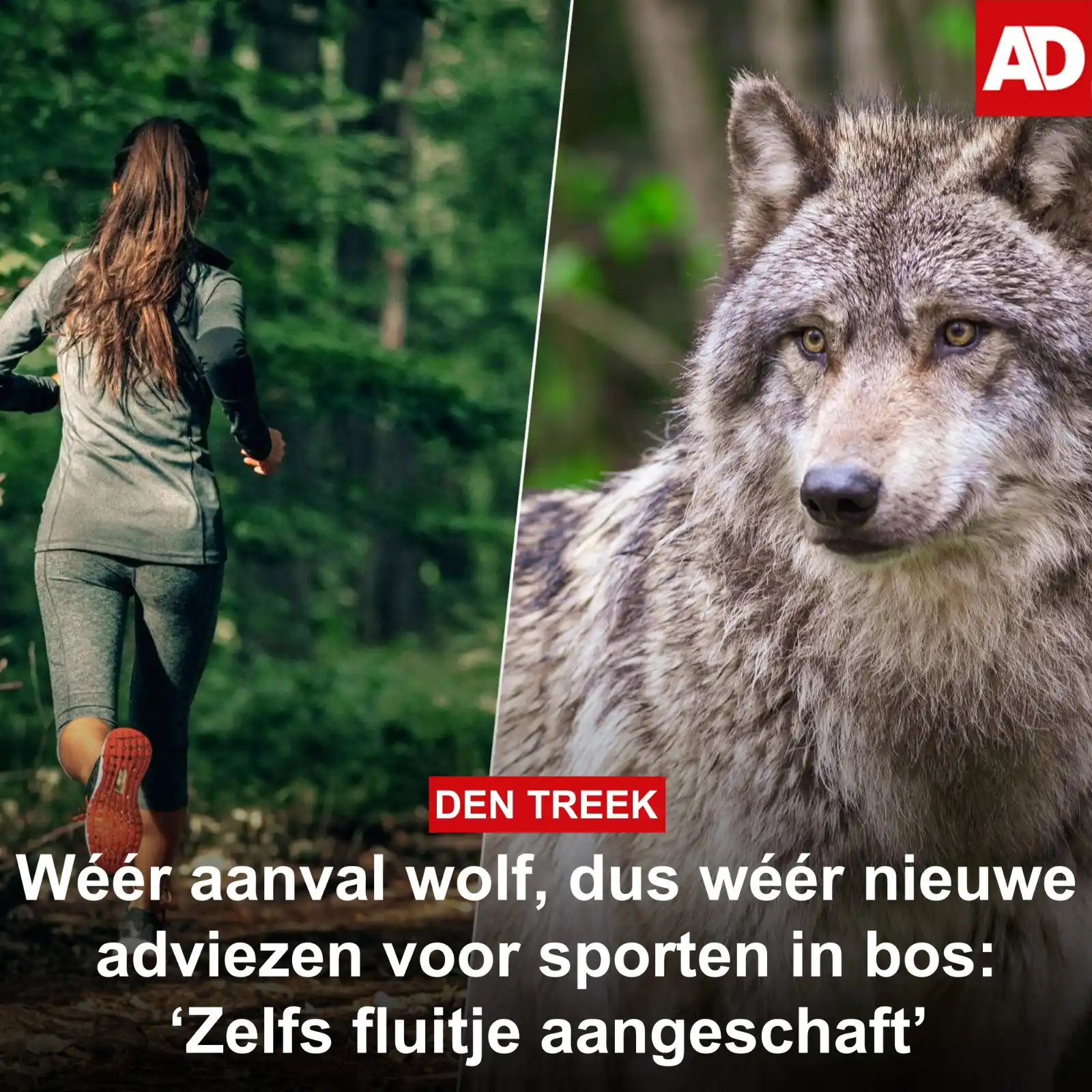 Image from AD Amersfoort: Na wéér een *aanval* door *wolf Bram* scherpt de provincie Utrecht de ...