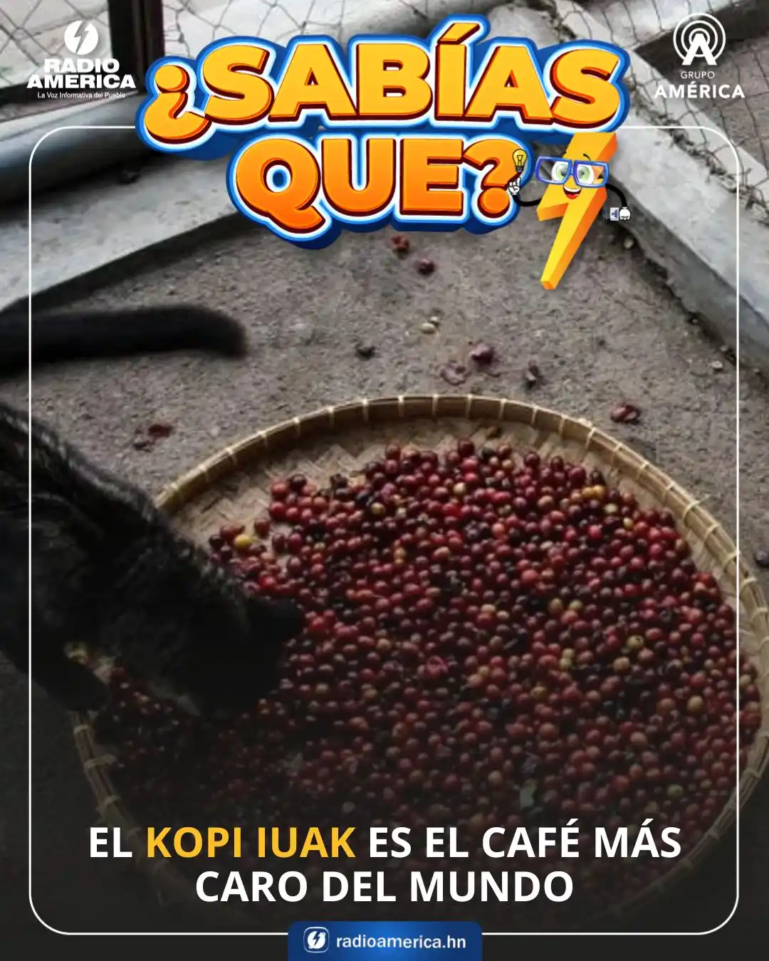 Image from Radio América Honduras: ¿SABÍAS QUÉ?⚡️El Kopi Iuak está hecho de granos de café procesados por...