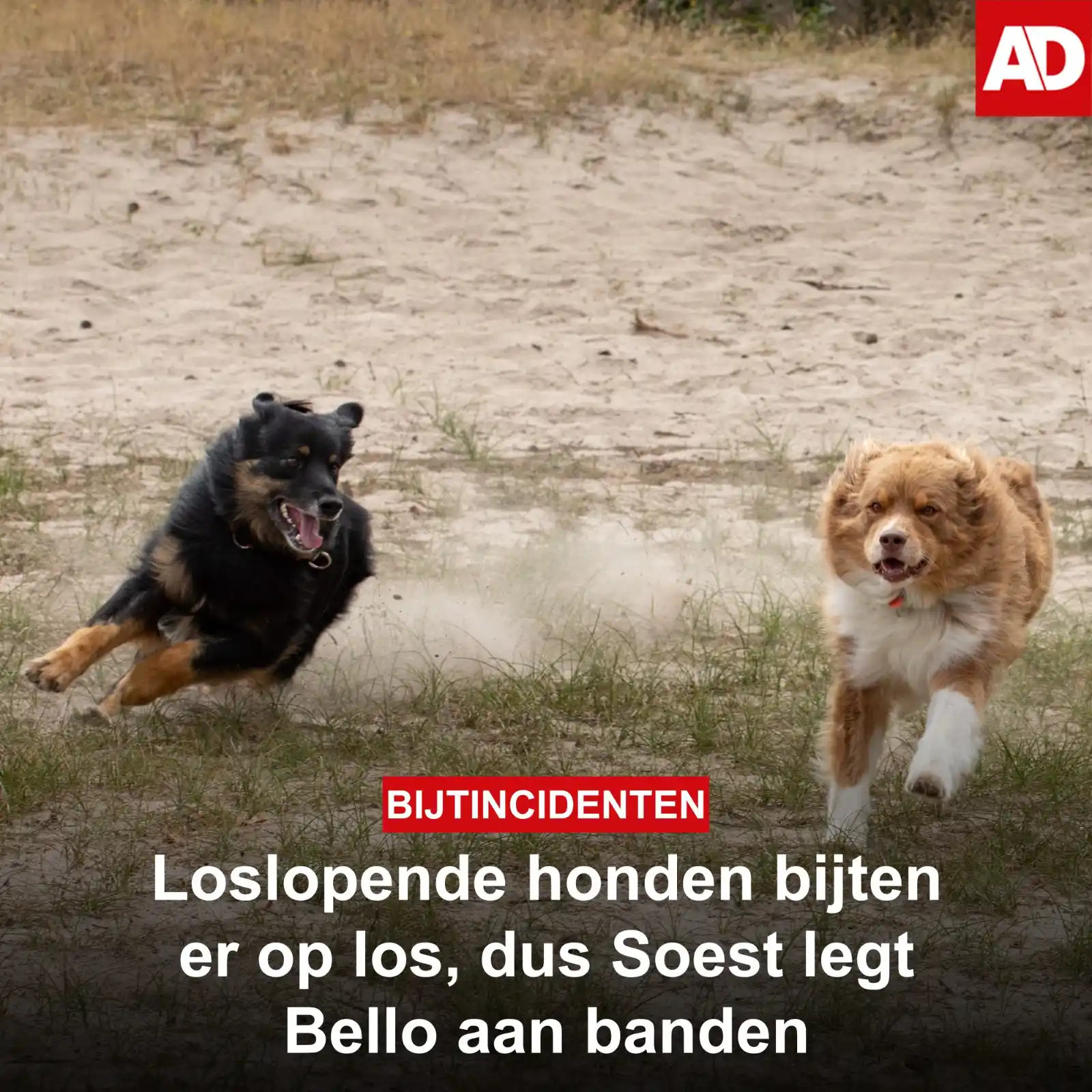 Image from AD Amersfoort: Soest wil het uitlaten van honden beperken, omdat er *te veel bijtinci...