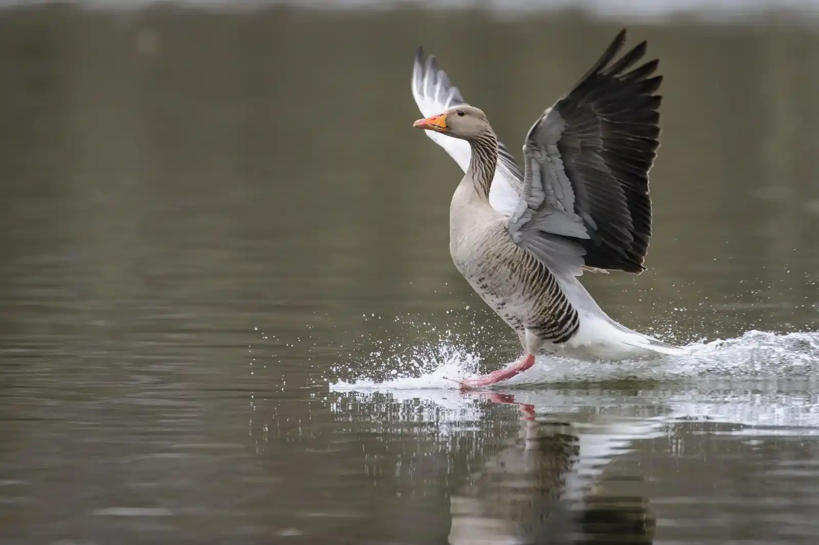 Image from Landesjagdverband Hessen e. V.: 📣 Gänse in Hessen auf dem Vormarsch! 🦆📈  Aktuelle Zahlen aus der Fl...