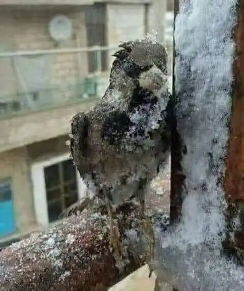 Image from ادبيات وخواطر🤎اقتباسات🤎: لا تبالغ بصبرك ، احياناً عليك تغيير المكان ؛ حتى لا تتورط في قتل نفسك...