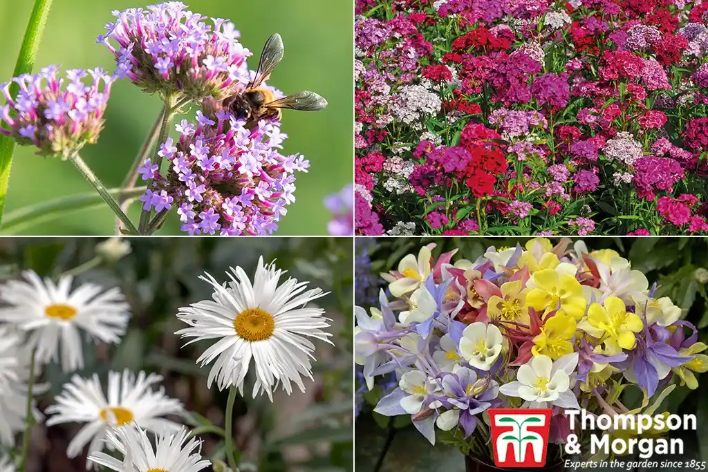 Image from Gardeners’ World Mag: Offers: *24 free† wildlife-friendly perennials (worth £27.56)* Support bees, ...