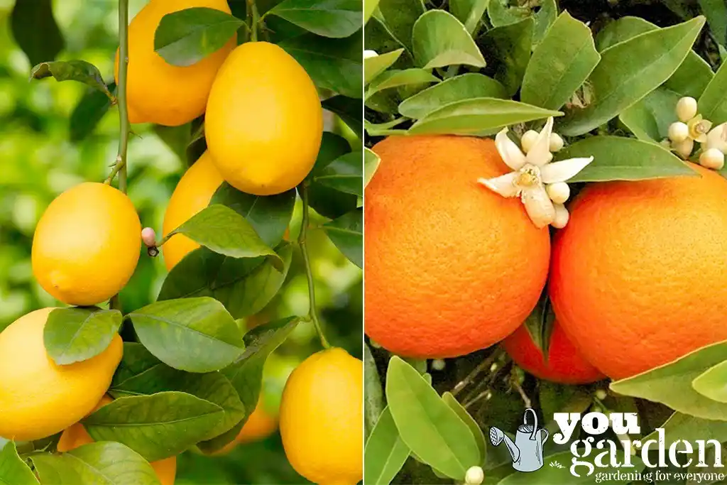 Gardeners’ World Mag: Offers post