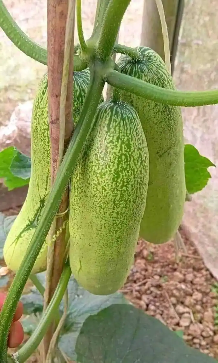 Image from MY AIM: Cucumber 40₹ രൂചിത...