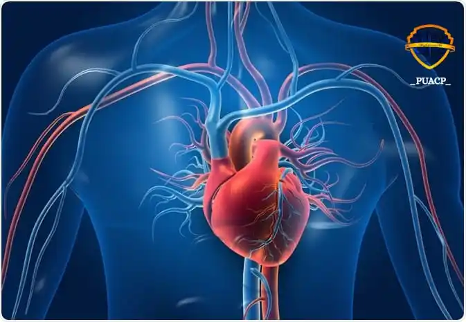 Image from PU AFFILIATED COLLEGES: *🫀 `Did You Know?` 🤯* A *healthy human heart* beats around *100,000...