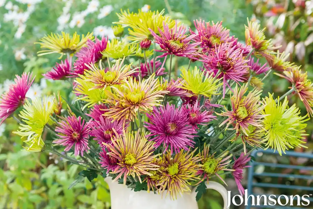 Image from Gardeners’ World Mag: Offers: *Enjoy free P&P (worth £4.95) on a vibrant chrysanthemum collection* ...