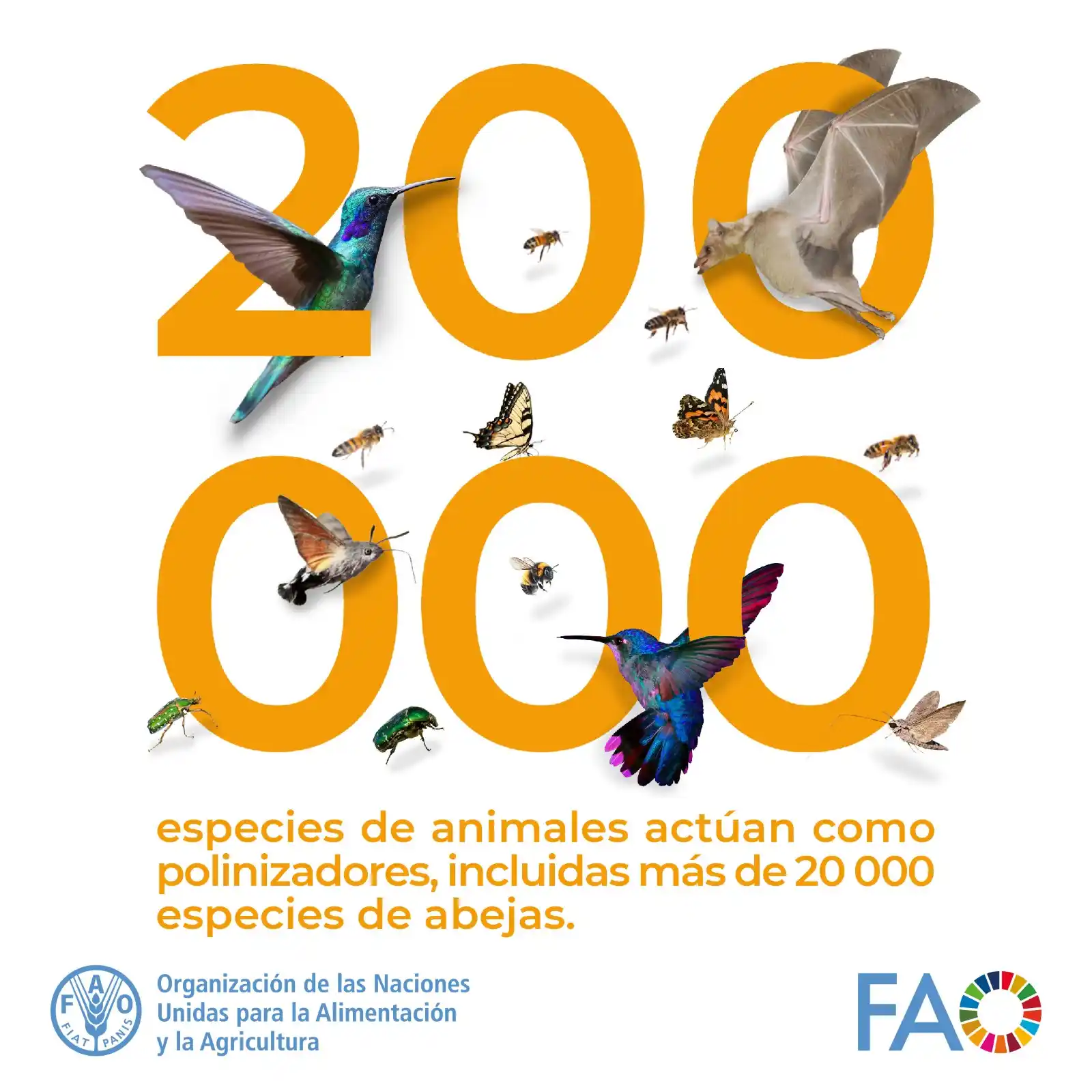 Image from FAO en español : 🐝*¡Feliz Día Mundial de las Abejas!* 📊¿Votaste en la encuesta de ay...