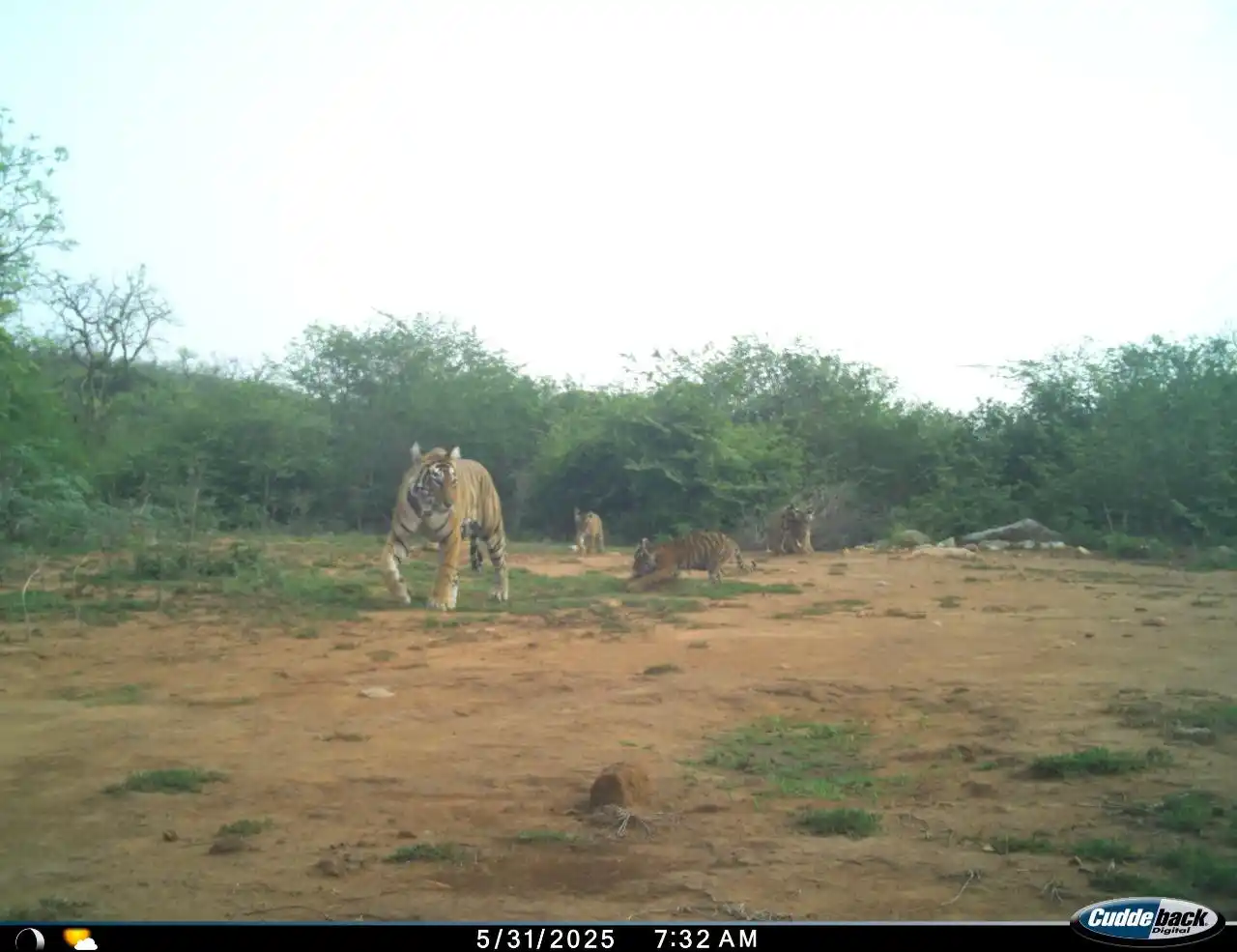 Image from Sanjay Sharma: Good News from Sariska Tiger Reserve !! Tigress ST-19 in Sariska Tige...