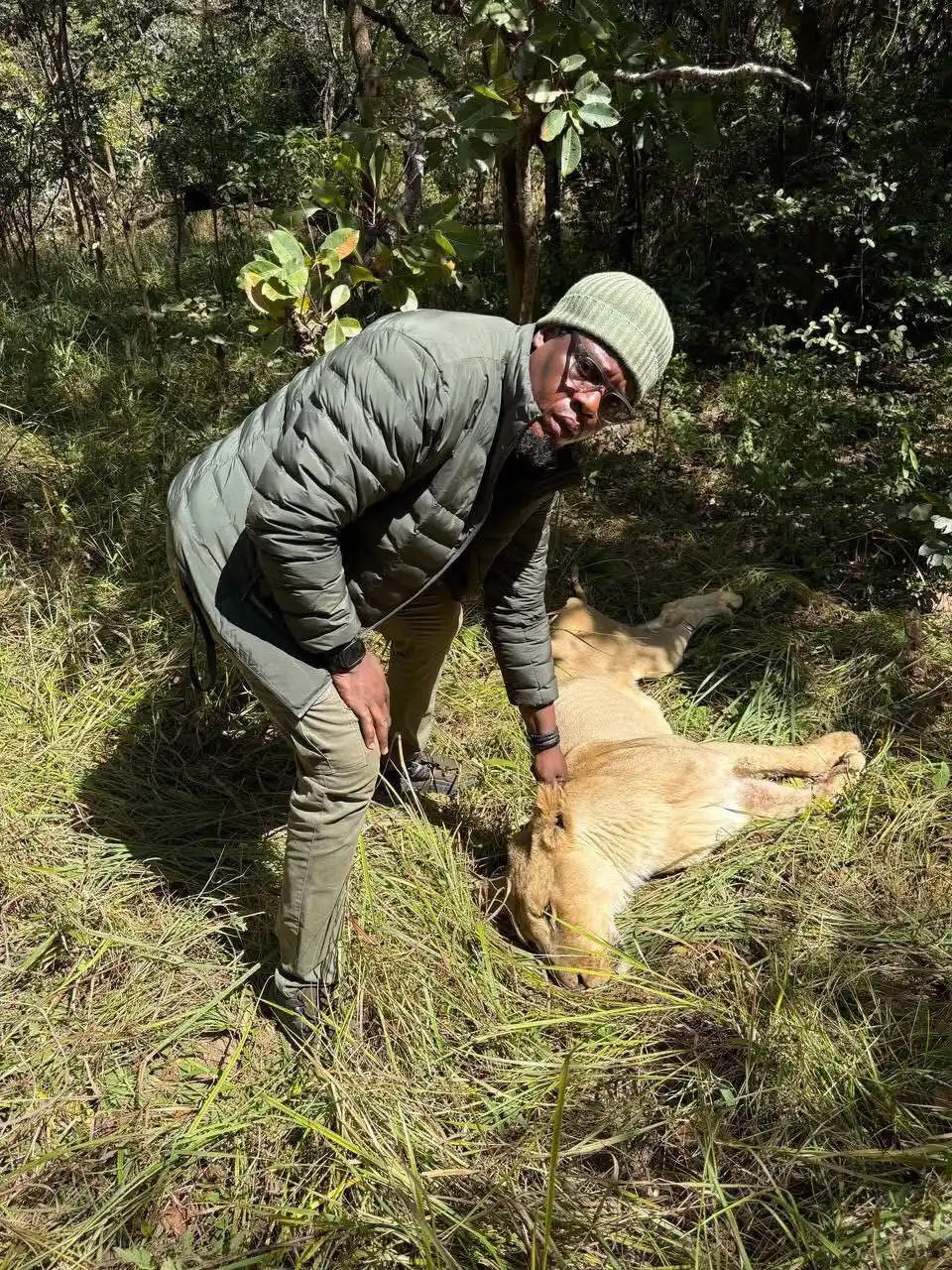 Image from Nexus Congo: 🔴*INFO Direct* | Les lions qui s’étaient échappés de leur enclos à L...
