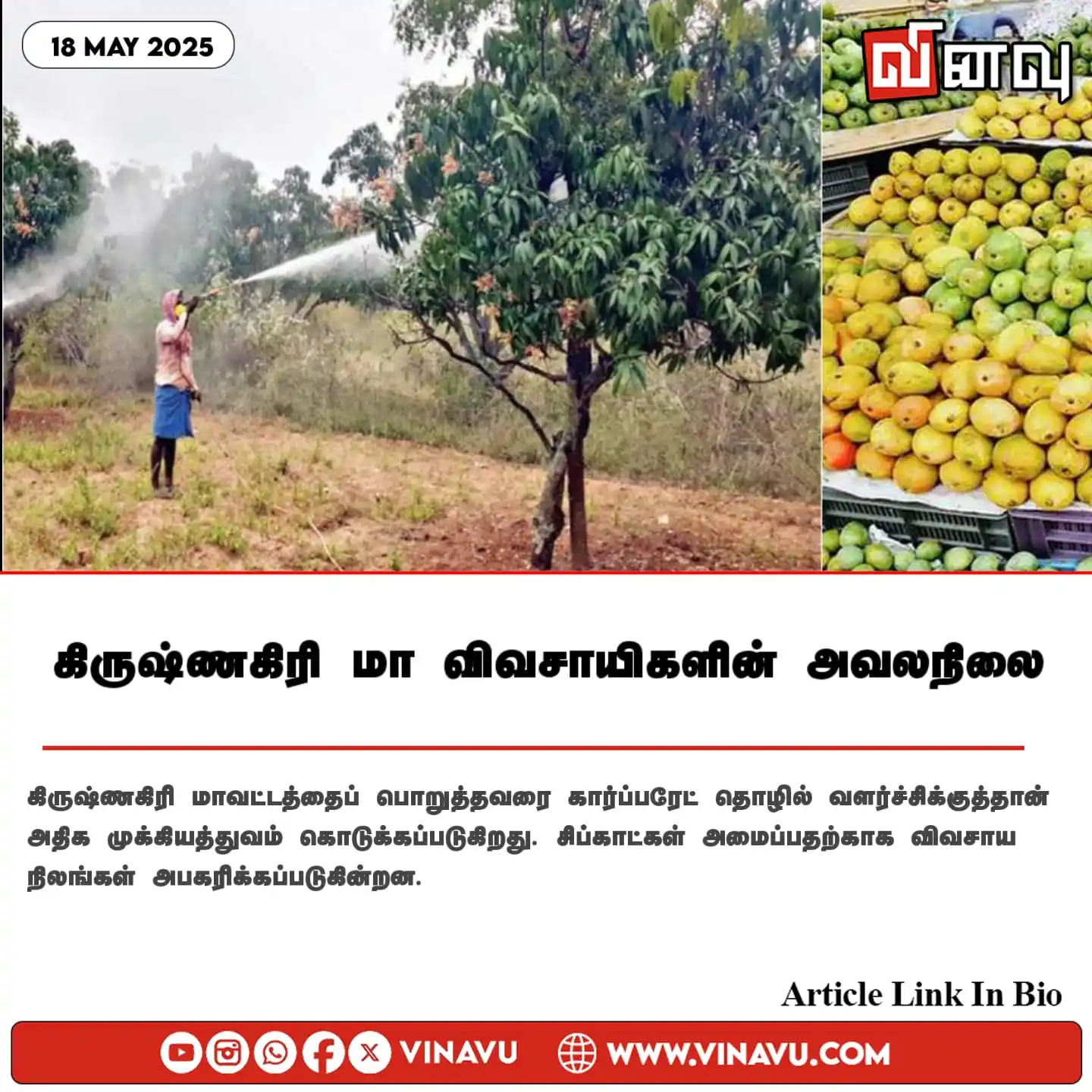 Image from Vinavu Tamil News: கிருஷ்ணகிரி மா விவசாயிகளின் அவலநிலை https://www.vinavu.com/2025/05/14/...