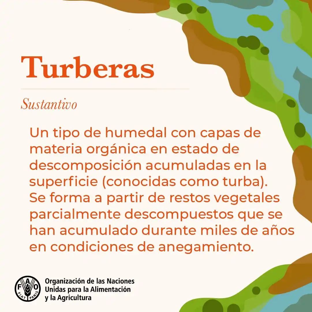 Image from FAO en español : Las *turberas* son una de las reservas de carbono más importantes del ...
