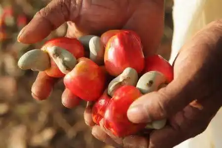 Image from Agence Ecofin - Afrique (Finance, Economie) : Le Burkina souhaite transformer 20 000 tonnes de pommes de cajou par a...