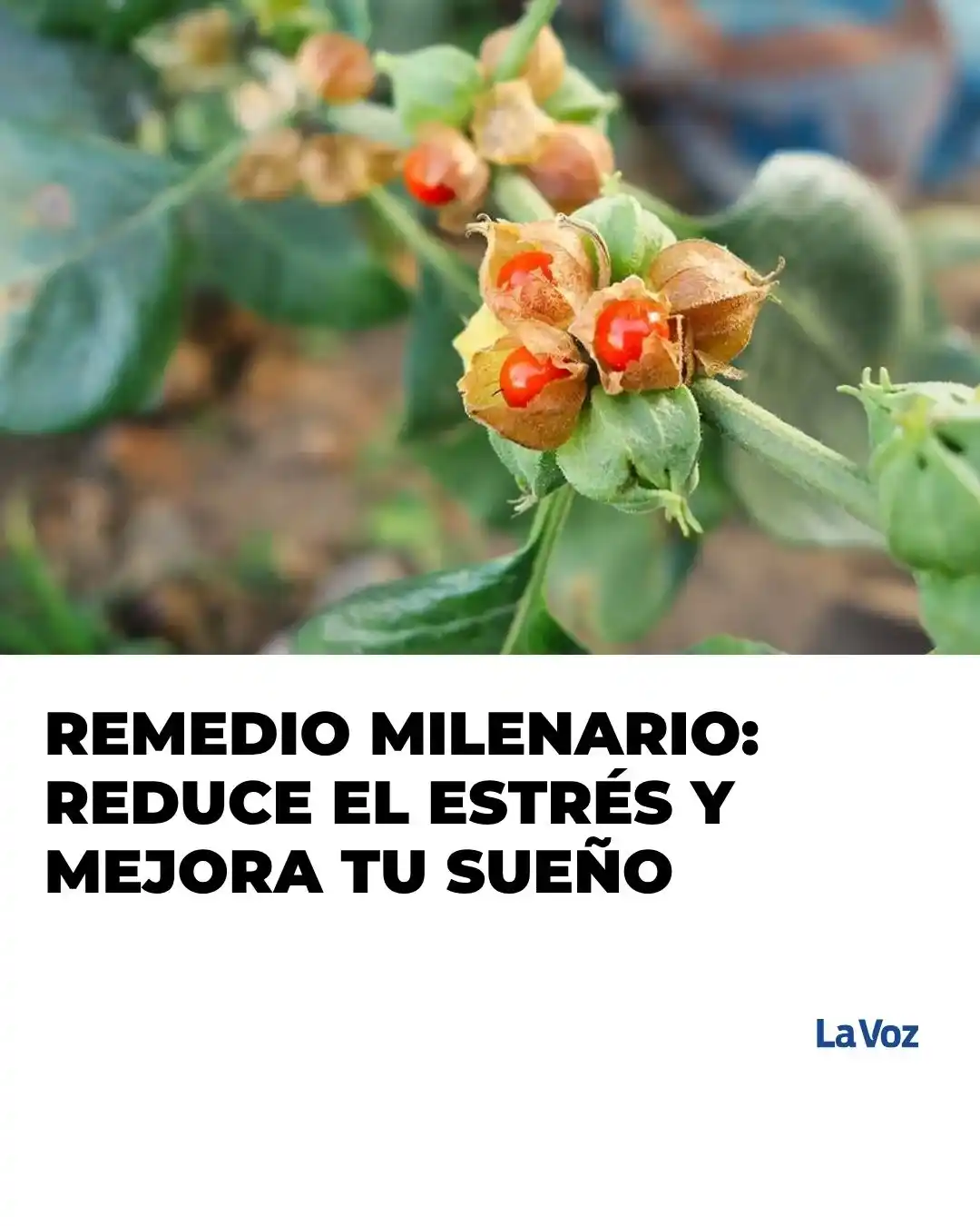 Image from La Voz: LOS BENEFICIOS COMPROBADOS DE ESTA PLANTA 🔴 Más información acá: htt...