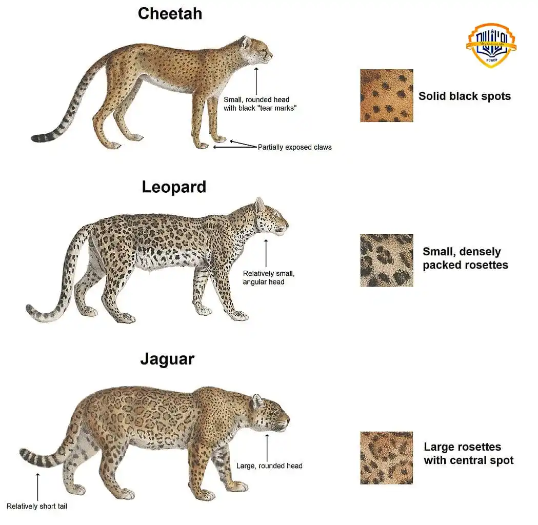 Image from PU AFFILIATED COLLEGES: *🌍 Nature’s Masters of the Wild: Cheetah, Leopard & Jaguar 🐆🐈⬛🐅* ...