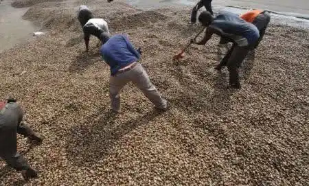 Image from Agence Ecofin - Afrique (Finance, Economie) : Noix de cajou brutes : l’Afrique de l’Ouest, une destination boudée pa...