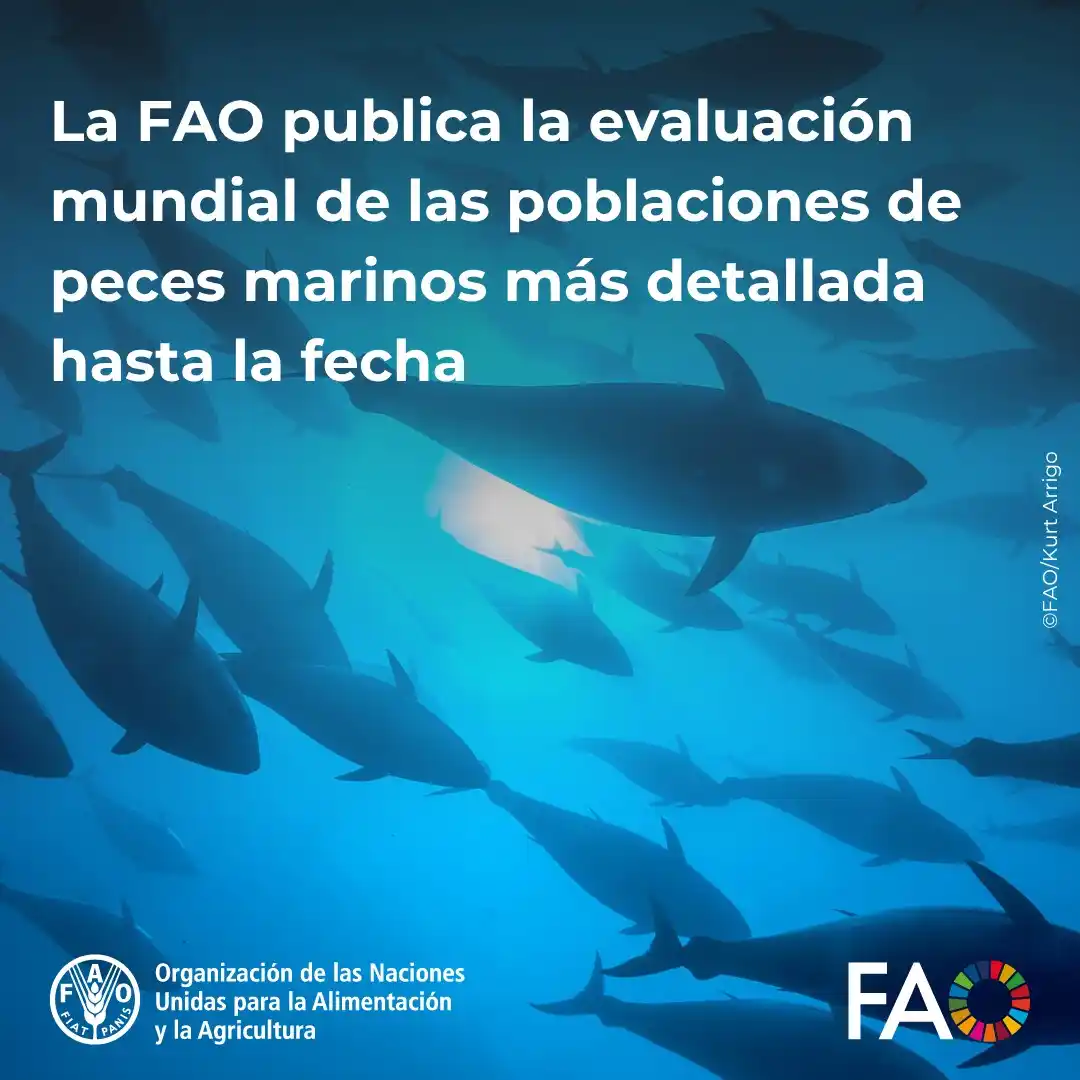 Image from FAO en español : 🌊🇺🇳La FAO presentó esta semana durante la *Conferencia de las Nacio...