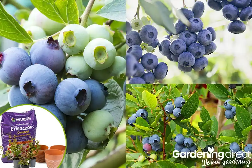 Image from Gardeners’ World Mag: Offers: *🫐Your summer just got juicier - save £20 on the Complete Blueberry C...