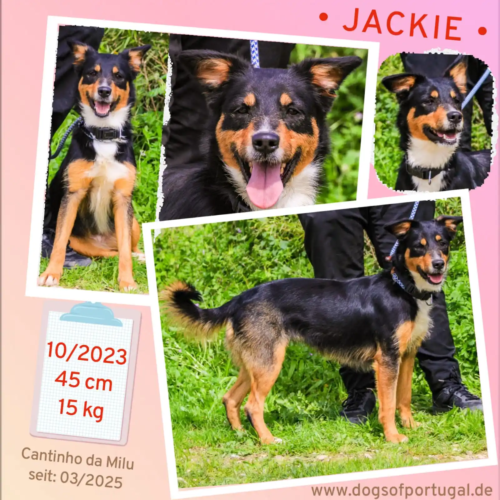 Image from DogsOfPortugal Deutschland: *Erinnerung an 🩷Jackie*  www.dogsofportugal.de/html/jackie_2.html  📣...