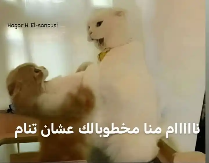 مـيـمـز | ᴹᵉᵐᵉᶻ 👻🎭 post