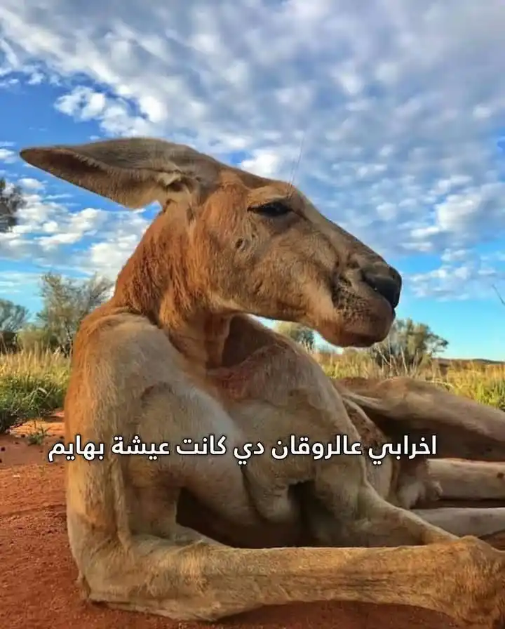 Image from مـيـمـز | ᴹᵉᵐᵉᶻ 👻🎭: لما تصحي براحتك وتفطر وميبقاش وراك مذاكرة ولا امتحانات زي كل يوم :...