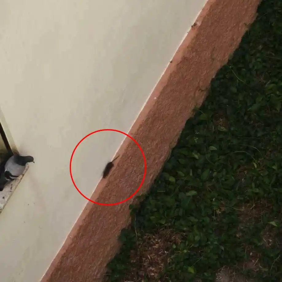 Image from Cádiz Abandonada: 🐀 Vecinos de los números 1B y 1C de la avenida de la Sanidad Pública ...