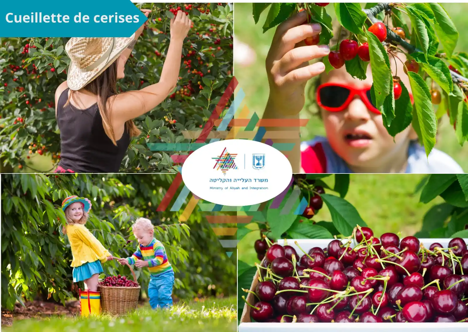 Image from Ministère de l'Alya et de l'Intégration: *Cueillette de cerises: 5 endroits magnifiques pour savourer ce fruit ...