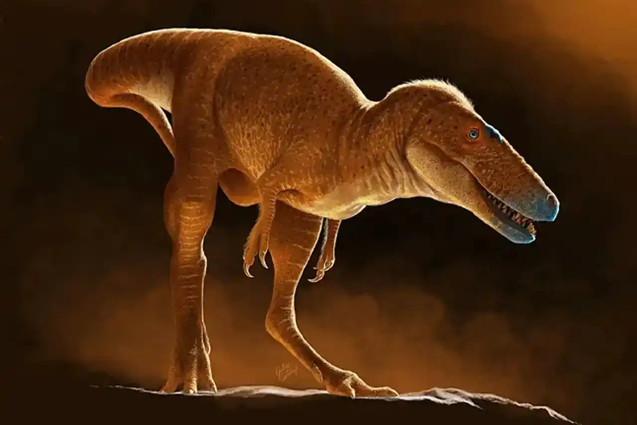 Image from National Geographic España: 🔎 *DESCUBRIR* 🔍 🦖 Durante décadas, los restos óseos de una criatu...