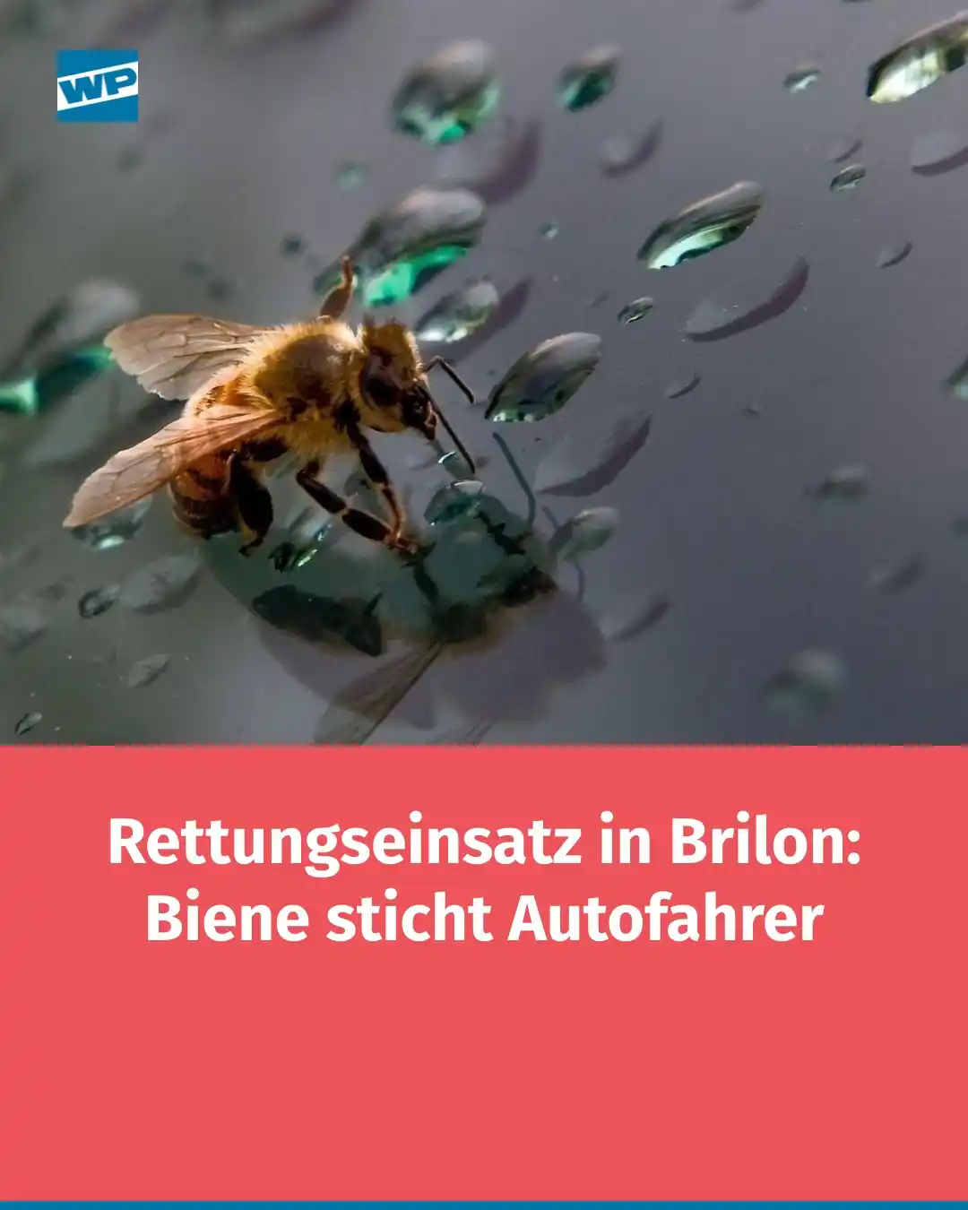 Image from WP Brilon/Winterberg - Westfalenpost: Ein Autofahrer wird in Thülen bei laufender Fahrt von einer Biene gest...