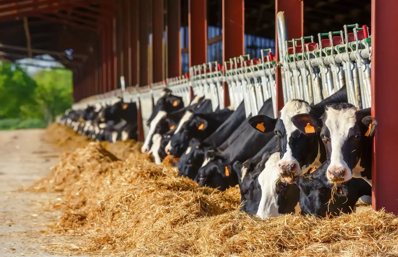 Image from eDairy News In English: 🙌 Good morning! eDairy News - News & Updates: ✅ *Dairy product expor...
