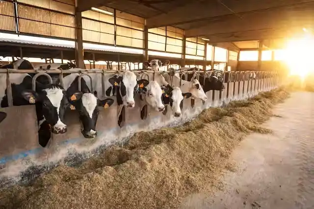 Image from eDairy News In English: 🙌 Good morning! eDairy News - News & Updates: ✅ *Milk Production Shi...